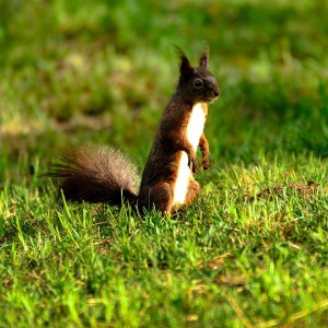 Europäisches Eichhörnchen